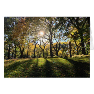 Sonnenlicht im Central Park