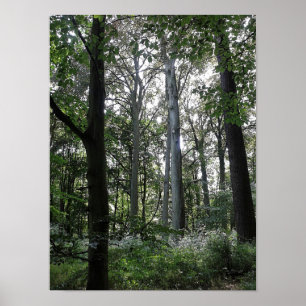 Sonnenlicht im Holz Poster