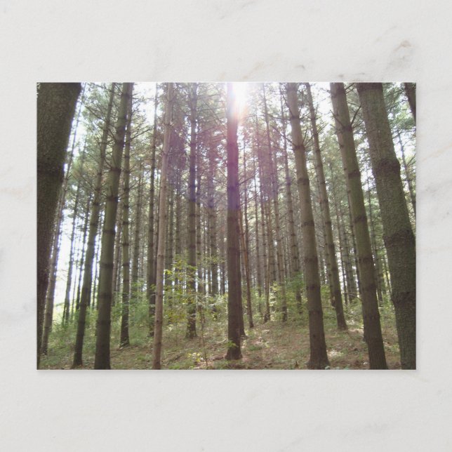 Sonnenlicht in den Kiefern Postkarte (Vorderseite)