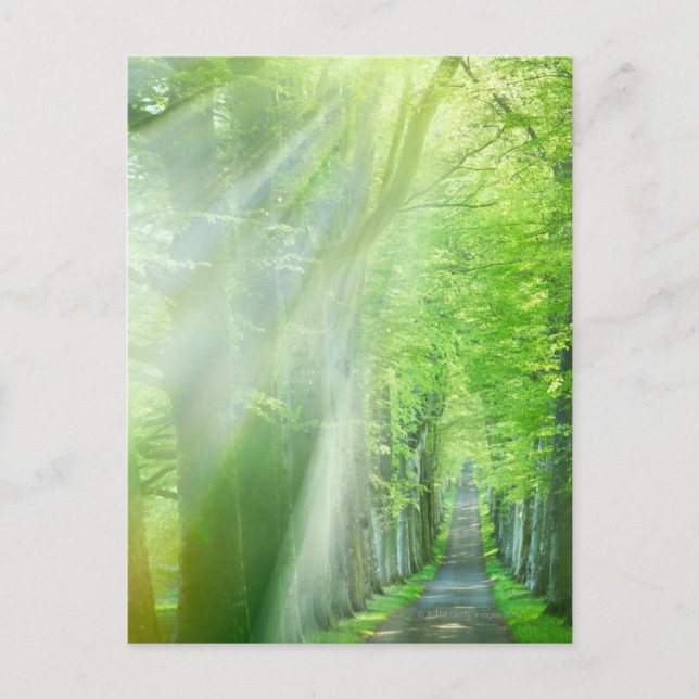 Sonnenlicht Postkarte (Vorderseite)