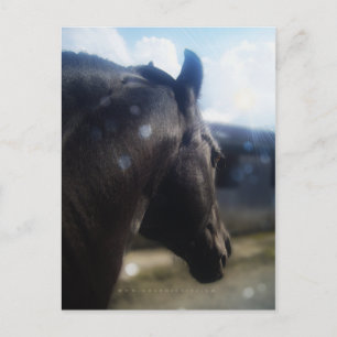 Sonnenlicht - Postkarte