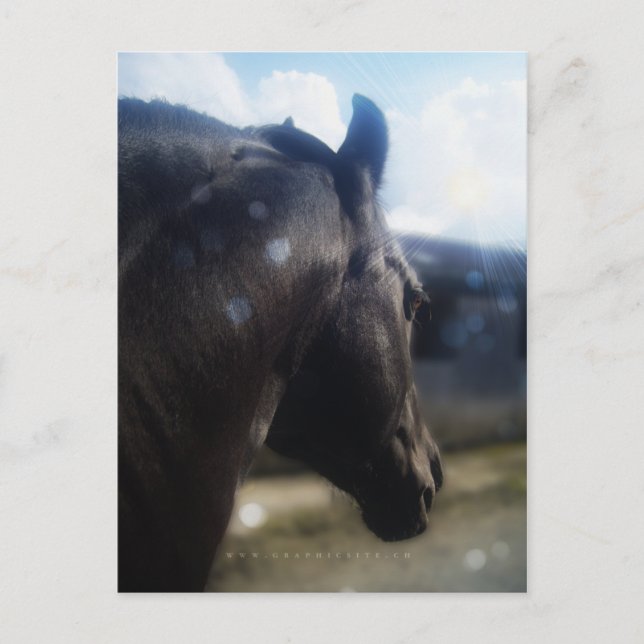 Sonnenlicht - Postkarte (Vorderseite)