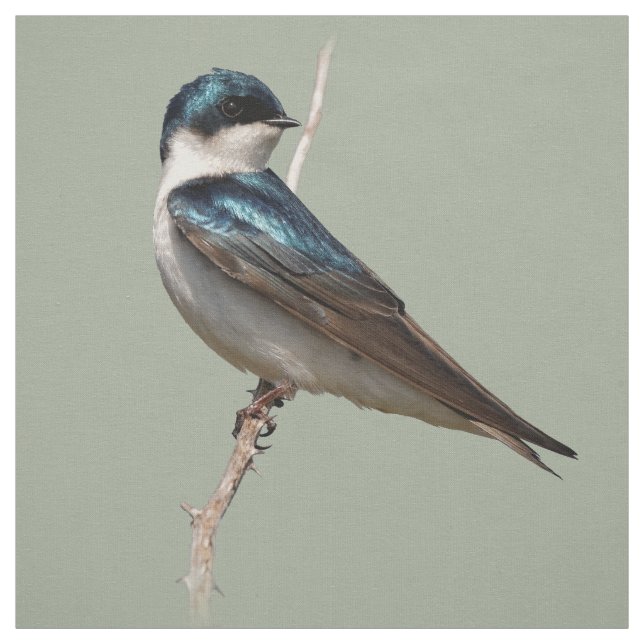 Sonnenlicht Profil eines Baumschlucks Songbird Stoff (Muster)