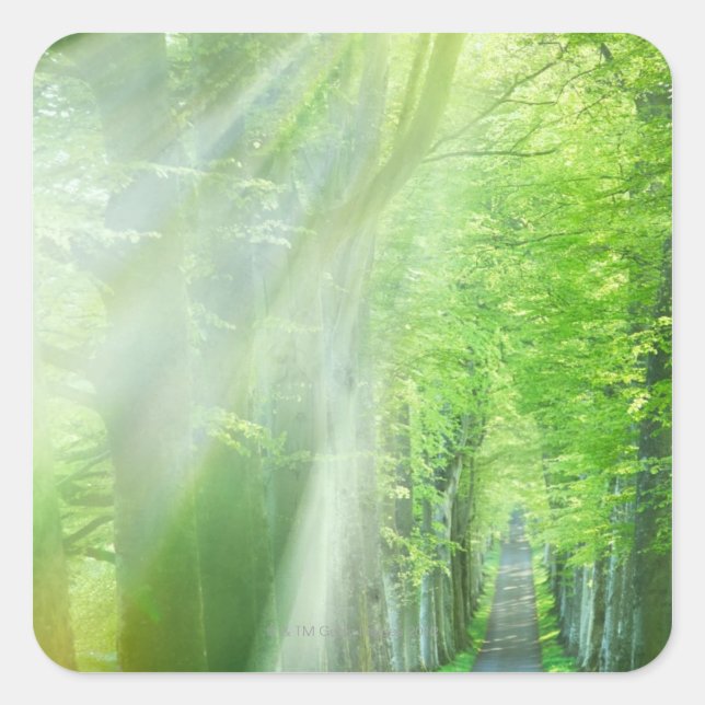 Sonnenlicht Quadratischer Aufkleber (Vorderseite)