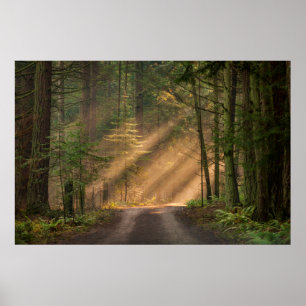 Sonnenlicht strahlt durch einen Wald Poster