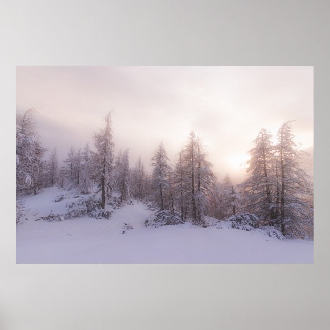 Sonnenlicht und Fichtenwald Poster (Vorne)