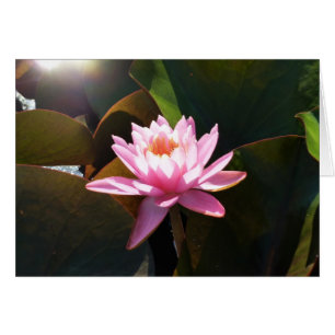 Sonnenlicht Wasserlilie Rosa Blumengarten