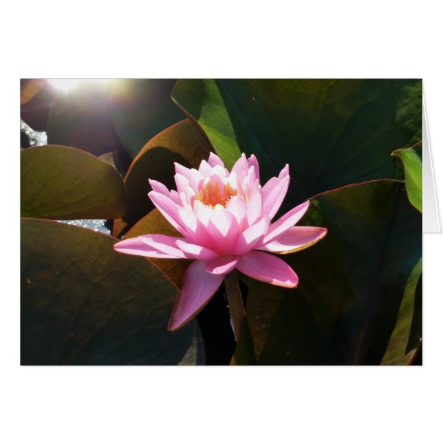 Sonnenlicht Wasserlilie Rosa Blumengarten (Vorderseite (Horizontal))