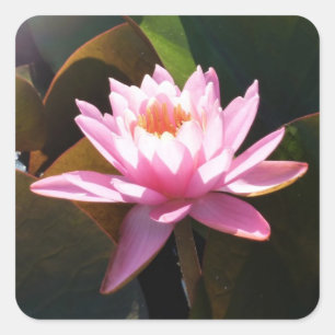 Sonnenlicht Wasserlilie Rosa Blumengarten Quadratischer Aufkleber