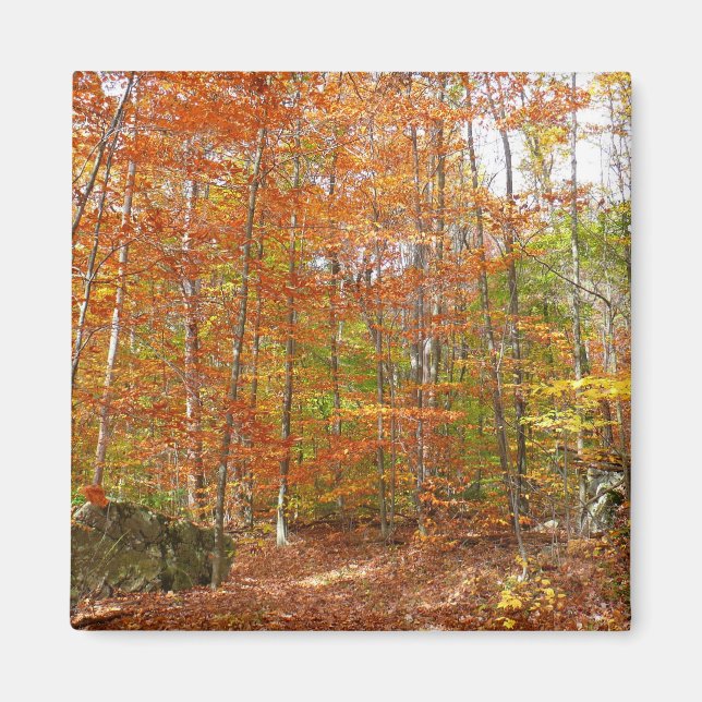 Sonnenlichtdurchgang Entdeckungsreise zur Alp Pior Magnet (Vorne)