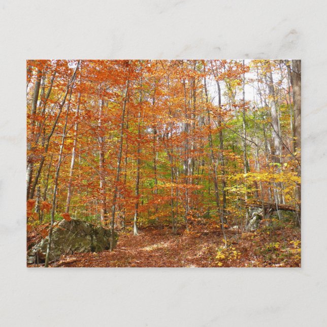 Sonnenlichtdurchgang Entdeckungsreise zur Alp Pior Postkarte (Vorderseite)