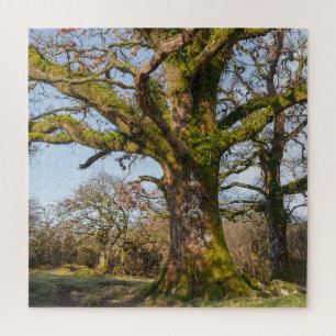 Sonnenlichter Waldweg zu einem alten Baum Puzzle
