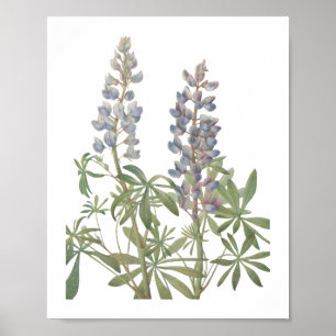 Sonnenlupine Wildblume Poster