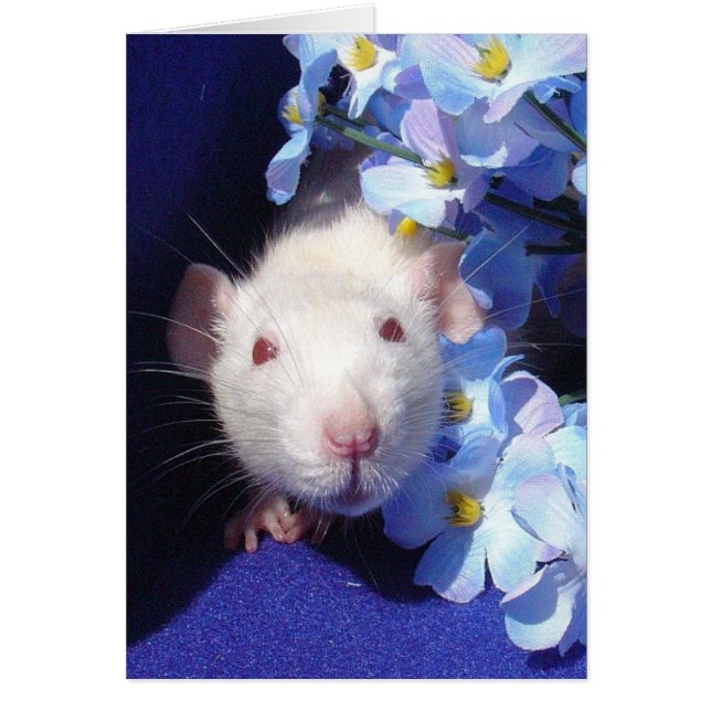 Sonnenschein 2 (Vorne)