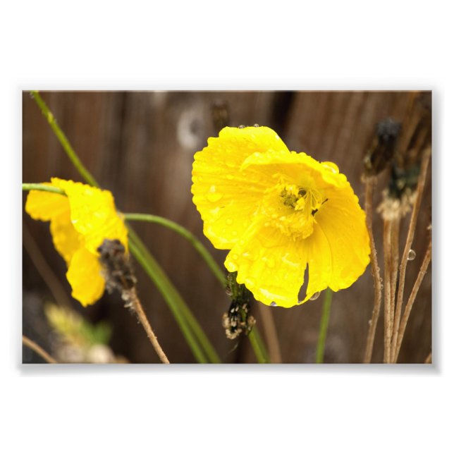 Sonnenschein Fotodruck (Vorne)