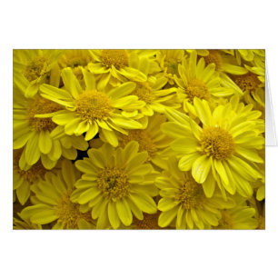 Sonnenschein-gelbe Chrysanthemen