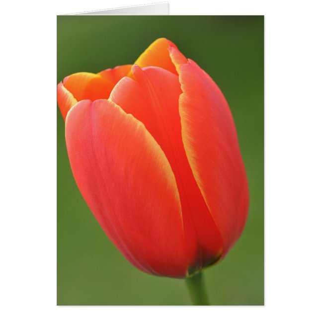 Sonnenschein in einem Tulip (Vorne)
