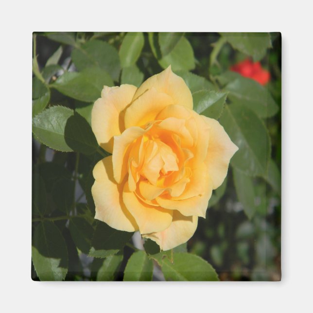 Sonnenschein... Magnet (Vorne)