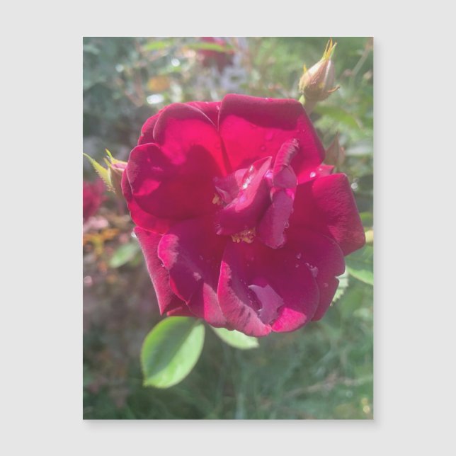 Sonnenschein nach Dusche Rose Magnet (Vorderseite)