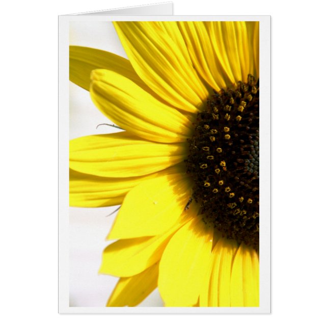 Sonnenschein senden (Vorne)