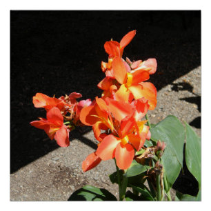 Sonnenscheinende Liebe... Poster