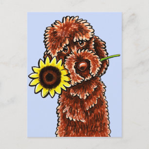 Sonnenschokolade Labradoodle Off-Leash Art™ Postkarte