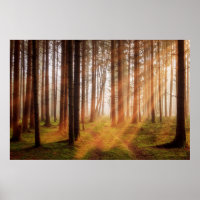 Sonnenschutzwald