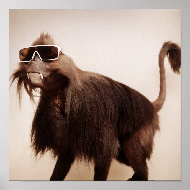 Sonnenseffe Poster (Vorne)