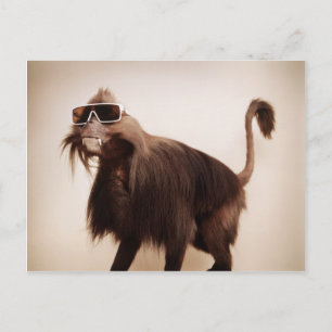 Sonnenseffe Postkarte