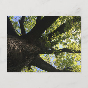 Sonnenstrahl Postkarte