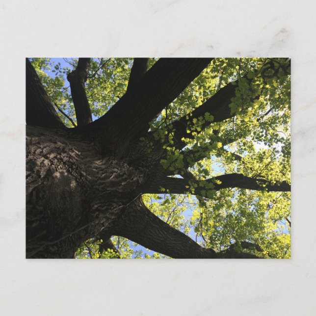 Sonnenstrahl Postkarte (Vorderseite)