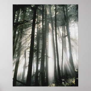 Sonnenstrahlen durch Bäume scheinend, Mount Rainie Poster