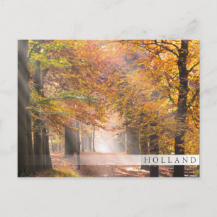 Sonnenstrahlen im Herbstwald, Holland Bar Postkart Postkarte