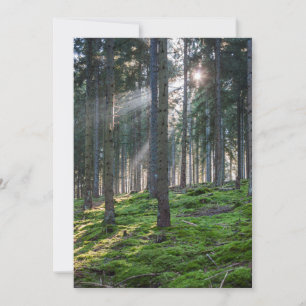 Sonnenstrahlen im Schwarzwald Dankeskarte