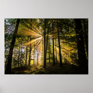 Sonnenstrahlen im verzauberten Wald 1 Poster