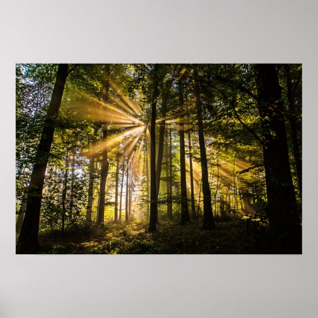 Sonnenstrahlen im verzauberten Wald 1 Poster (Vorne)