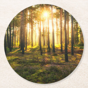 Sonnenstrahlen leuchten im Kiefernwald Runder Pappuntersetzer