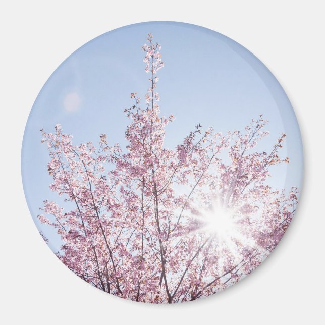 Sonnenstrahlen passieren durch rosa Blume eines Ba Magnet (Vorne)