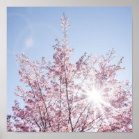 Sonnenstrahlen passieren durch rosa Blume eines Ba