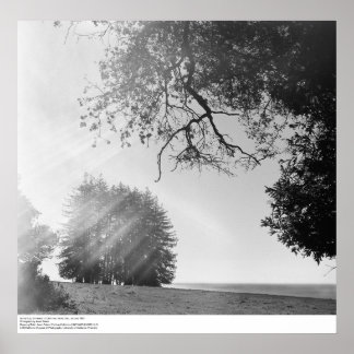 Sonnentag, University of California, Santa Cruz Poster