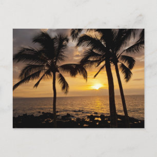 Sonnenuntergang an der Palme Postkarte