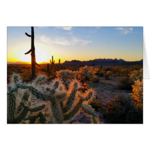 Sonnenuntergang Arizona Sonoran-Wüste mit Saguaro-