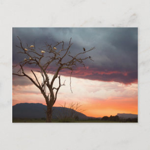 Sonnenuntergang auf dem Kandheri-Sumpf mit afrikan Postkarte