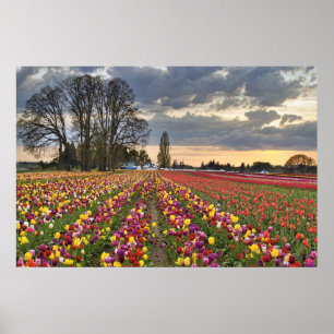 Sonnenuntergang auf der Farm von Tulip in Oregon P Poster