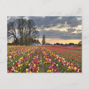 Sonnenuntergang auf der Tulip Farm Postkarte