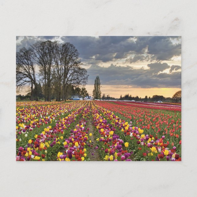 Sonnenuntergang auf der Tulip Farm Postkarte (Vorderseite)