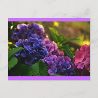 Sonnenuntergang auf Hydrangeas Postkarte