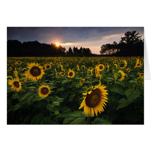 Sonnenuntergang-Blume (Vorderseite (Horizontal))