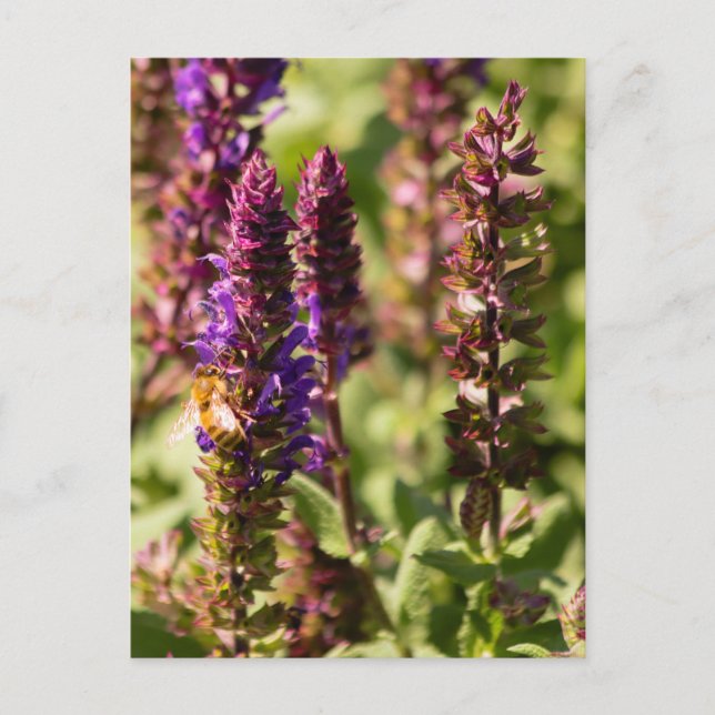 Sonnenuntergang-Blume Postkarte (Vorderseite)