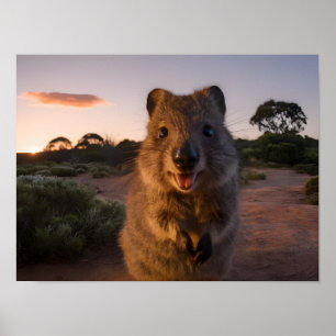 Sonnenuntergang Freude: Charming Quokka lächelt an Poster